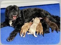 Jetta Parson 2 1 wk old 121