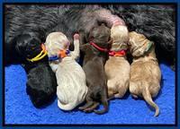 Jetta Parson 2 litter 1