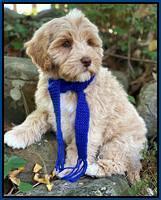 Legundary labradoodles: Ima Flirt 8 week old weight: 7 lb 8 oz
