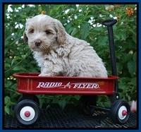 Jetta Parson 2 pups 5 wks old 21