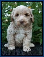 Jetta Parson 2 pups 5 wks old 31