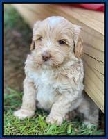 Jetta Parson 2 pups 5 wks old 51