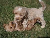 Jetta Parson 2 pups 7 wks old 341