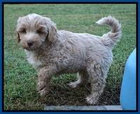 Jetta Parson 2 pups 7 wks old 61