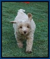 Jetta Parson 2 pups 7 wks old 71