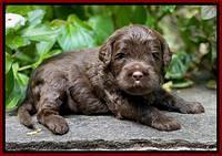 Jetta Parson 2 pups 3 wks old 51