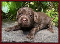 Jetta Parson 2 pups 3 wks old 71