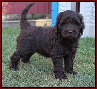 Jetta Parson 2 pups 7 wks old 101