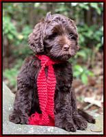 Jetta Parson 2 pups 8 wks old 31