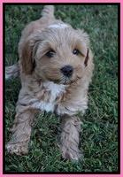 Jetta Parson 2 pups 7 wks old 161