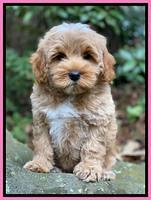 Jetta Parson 2 pups 8 wks old 121