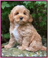 Jetta Parson 2 pups 8 wks old 7100