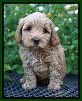 Jetta Parson 2 pups 5 wks old 171