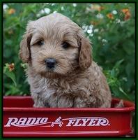 Jetta Parson 2 pups 5 wks old 181