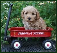 Jetta Parson 2 pups 5 wks old 191