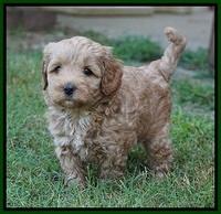 Jetta Parson 2 pups 5 wks old 201