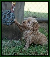 Jetta Parson 2 pups 5 wks old 221