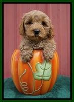 Jetta Parson 2 pups 6 wks old 161