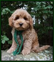 Jetta Parson 2 pups 8 wks old 181