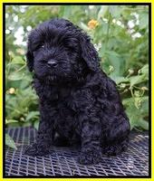 Jetta Parson 2 pups 5 wks old 281