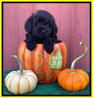 Jetta Parson 2 pups 6 wks old 1192
