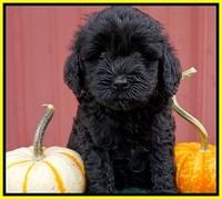 Jetta Parson 2 pups 6 wks old 191