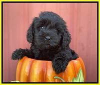 Jetta Parson 2 pups 6 wks old 2192