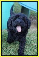 Jetta Parson 2 pups 7 wks old 301
