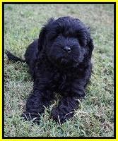 Jetta Parson 2 pups 7 wks old 311