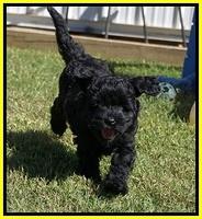 Jetta Parson 2 pups 7 wks old 321