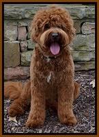 Parson new groom Jan 2017