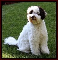 Bandito 9 mos old 5