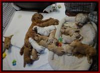 Group feed 1