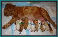 JB pups newborn group