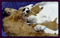 JBR pups 2 wks old group 2