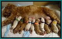 JBR pups newborn group 2