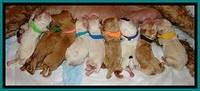 JBR pups newborn group
