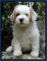 Renner Family:Theodore  " Teddy"