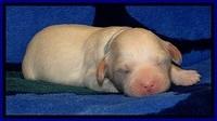 JBR pups 1 wk old 4