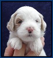 JBR pups 4 wks old 6