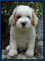 JRB pups 8 wks old 175