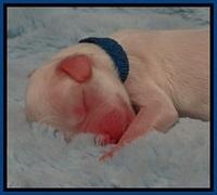 Jb pups 1 day old 5