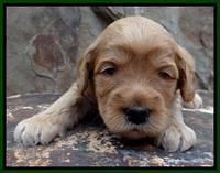 JBR pups 3 wks old 18