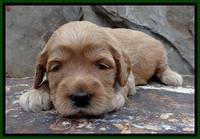 JBR pups 3 wks old 19