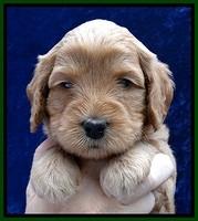 JBR pups 4 wks old 24