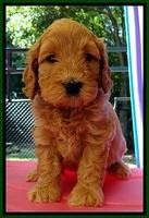 JBR pups 5 wks old 25