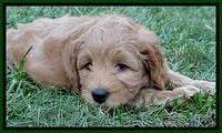 jbr pups 7 wks old 16100