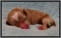 JB pups 1 day old 2