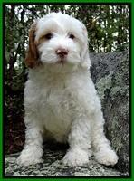 Guardian Seefeldt family:  SCL Parti Sparkler "Sparkle"