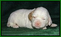 JBR pups 2 wks old 9